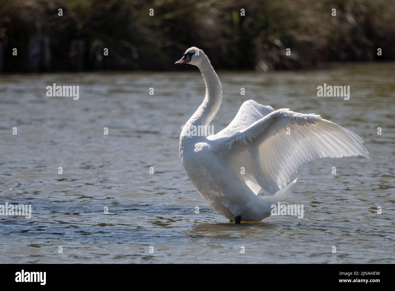 Mute Swan with sunlight through his wings Stock Photo