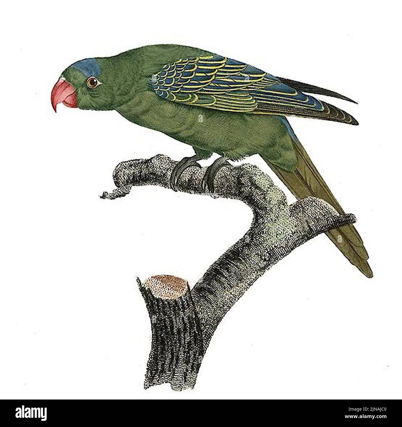 Tanygnathus lucionensis Barraband Stock Photo Alamy