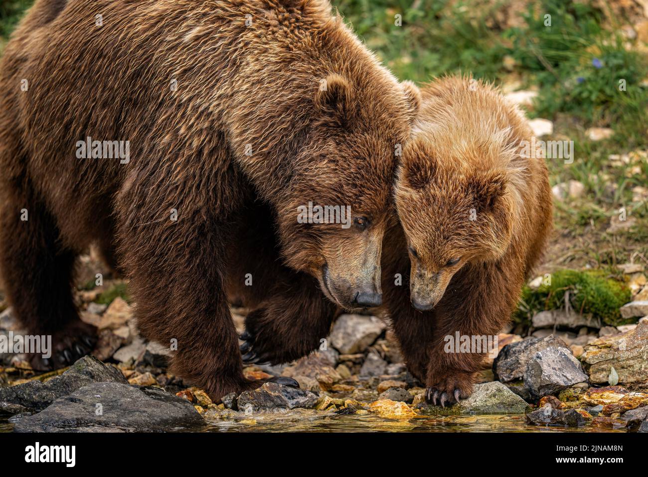 Brown bear sow and cubs Stock Photo - Alamy