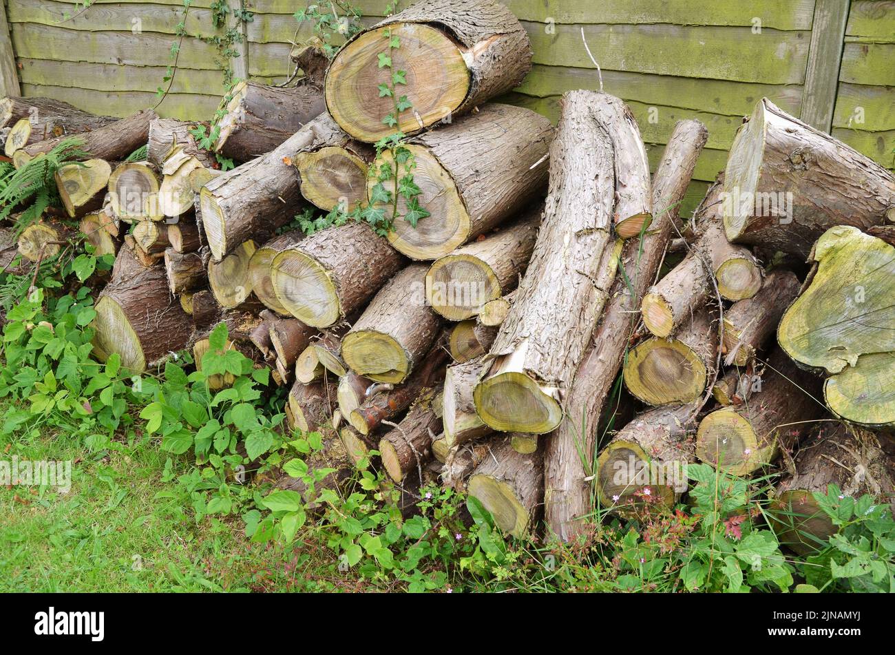 sawn logs stored in a pile against a garden fence, overgrown with ivy Stock Photo