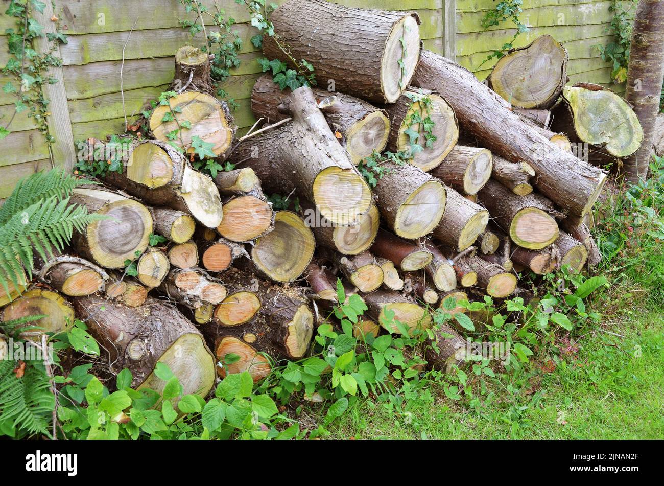 Pile of sawn logs stored for firewood in garden Stock Photo