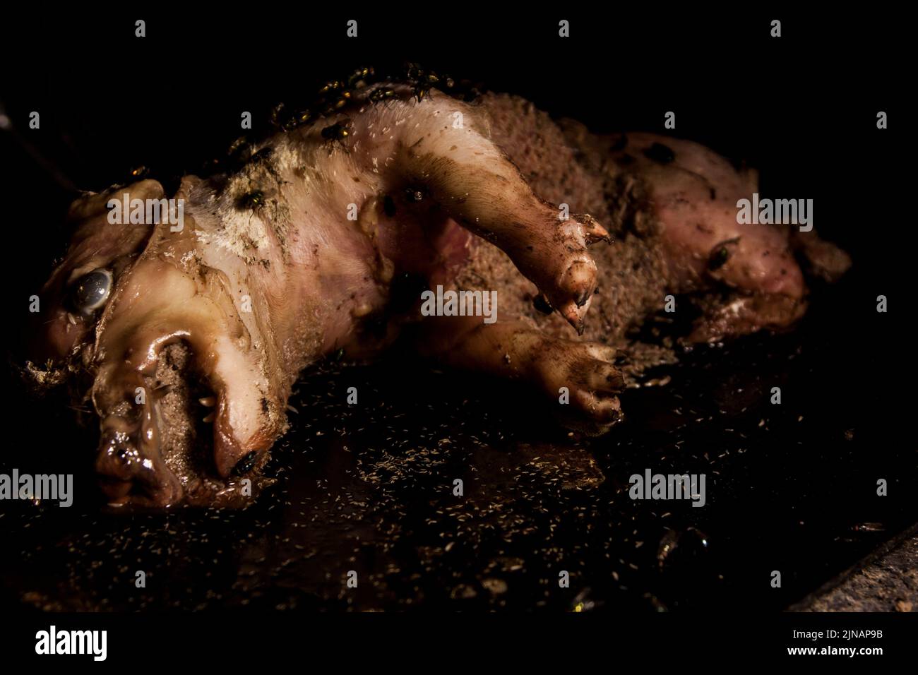 Decomposition stage 3 active decay putrefaction pig corpse Stock Photo