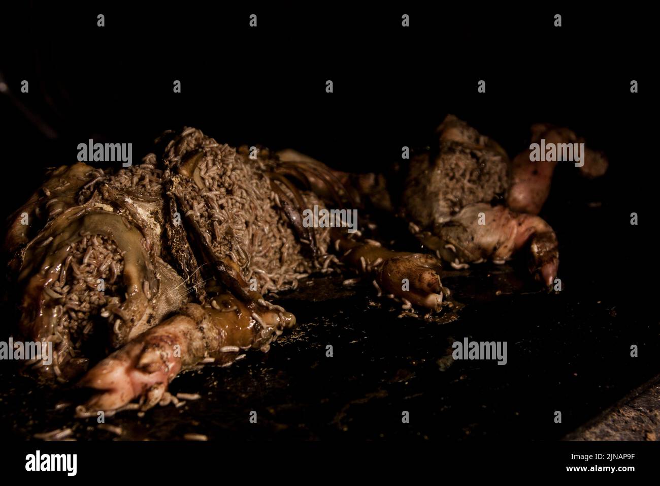 Decomposition stage 4 advanced decay fresh pig corpse Stock Photo