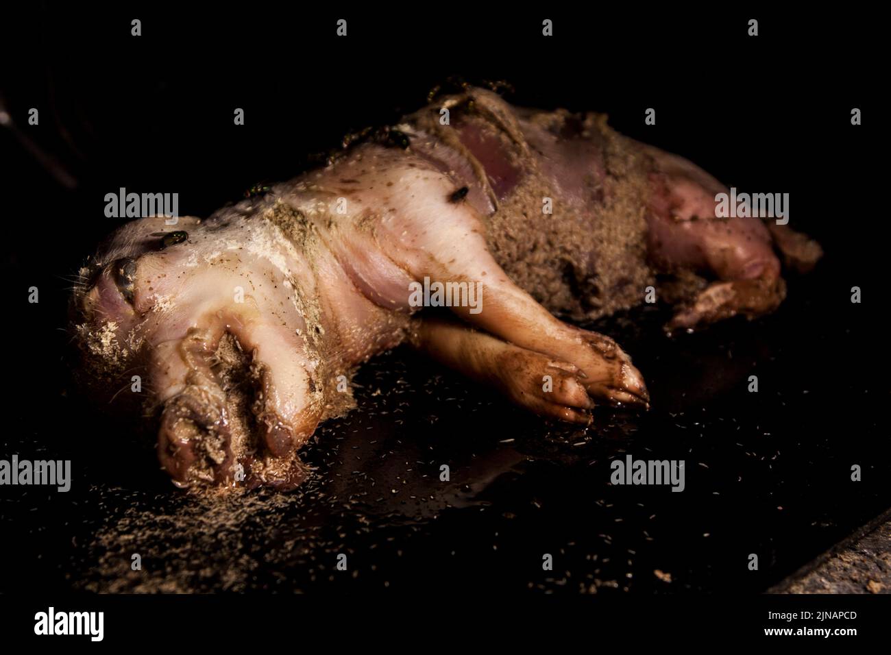 Decomposition stage 2 bloat autolysis Decomposition pig corpse. Stock Photo