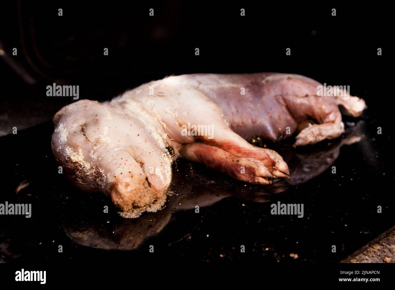 Decomposition stage 1 fresh pig corpse with fly eggs Stock Photo