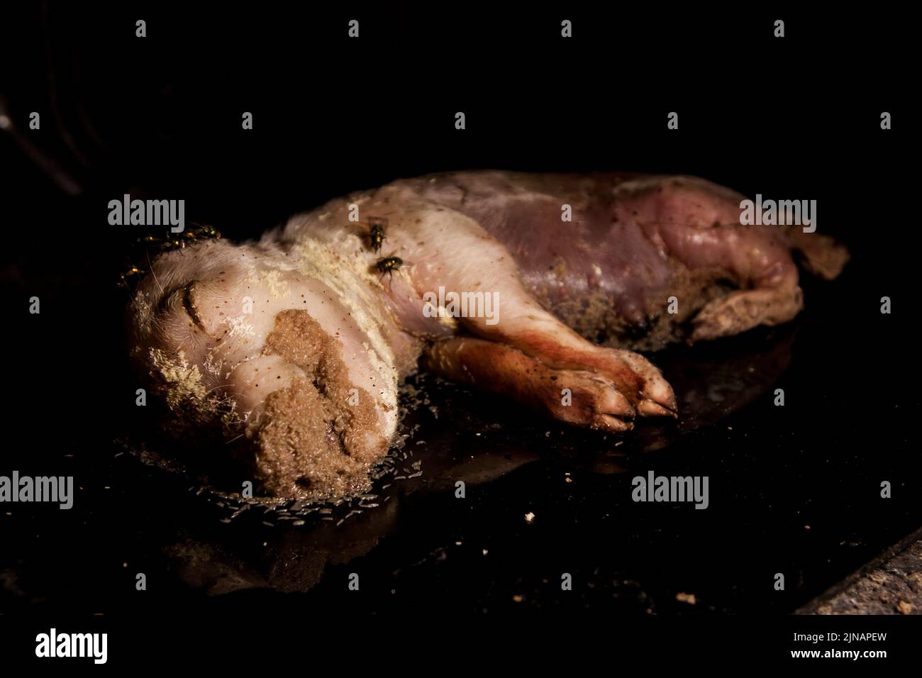 Decomposition stage 1 fresh pig corpse with hatched maggots Stock Photo