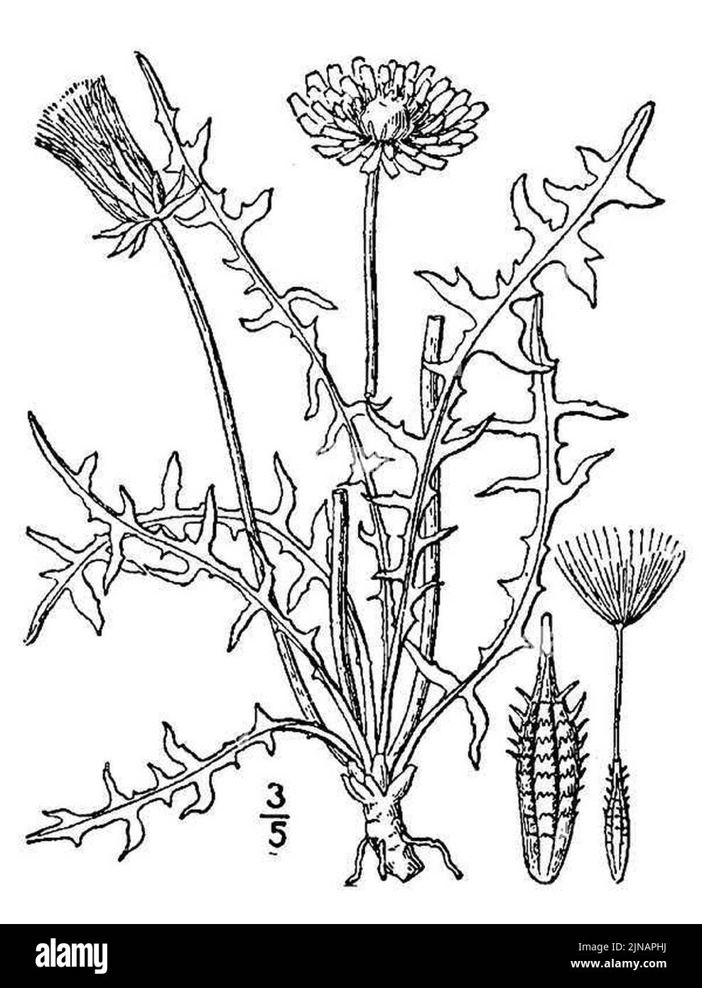 Taraxacum erythrospermum Black and White Stock Photos & Images - Alamy