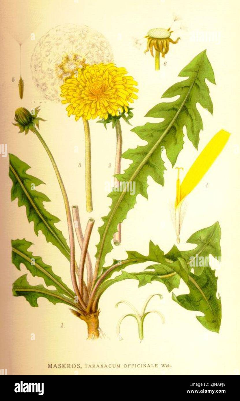 Taraxacum officinale (maskros Stock Photo - Alamy