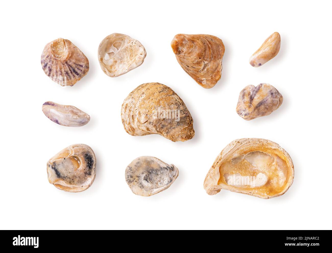 Set of wethered sea shell fragments isolated on a white background. Broken oyster shells made smooth by sea water and sand. Old seashell variety macro Stock Photo