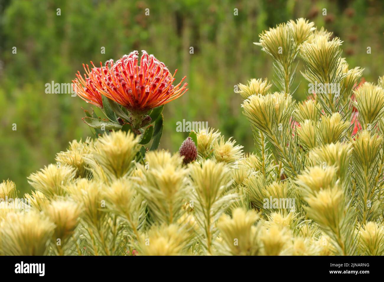 Pincushion Proteas in the Kirstenbosch Botanical Gardens in Cape Town South Africa Stock Photo