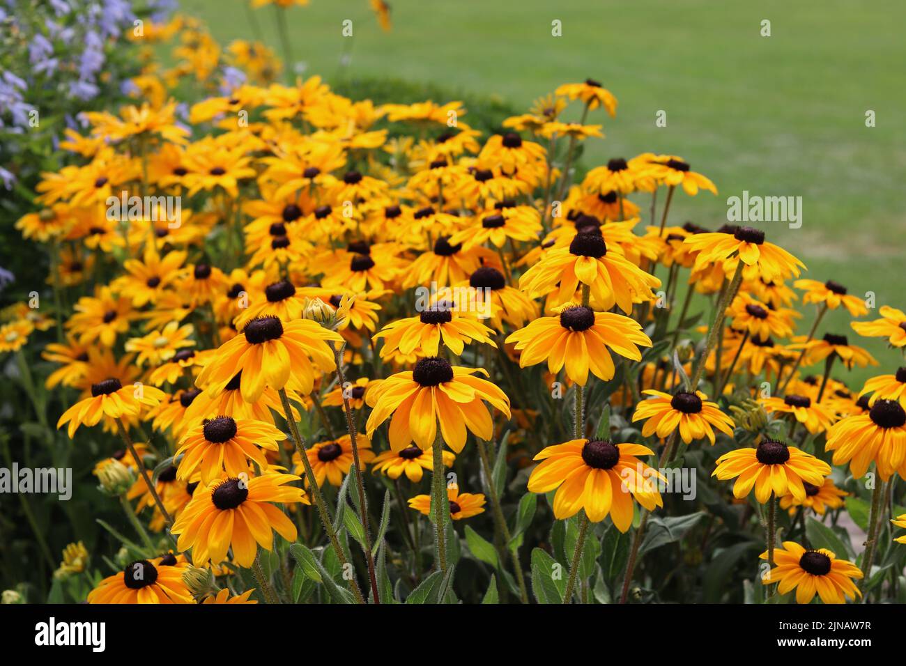 Full frame image of black eyed Susan flowers beside grass lawn Stock Photo