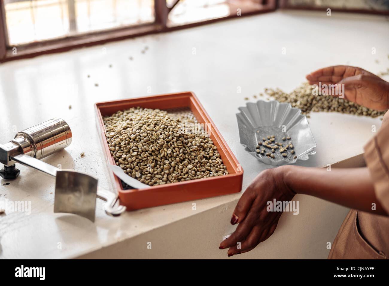 Female worker sorting coffee beans by size using a sieve Stock Photo