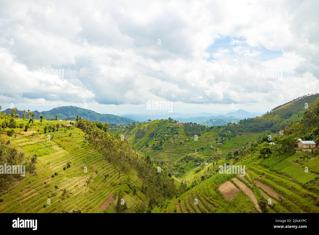 Beautiful Rural Landscape With Agricultures Terraces Rwanda Stock Beautiful Rural Landscape With Agricultures Terraces Rwanda Stock
