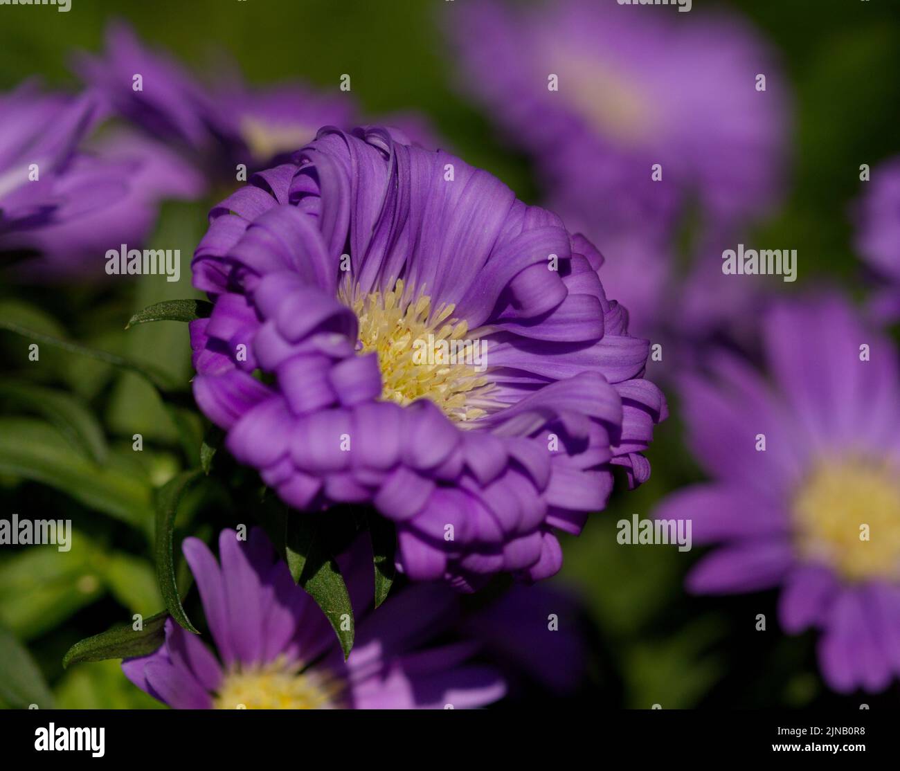 Macro photography of a purple aster in summer Stock Photo