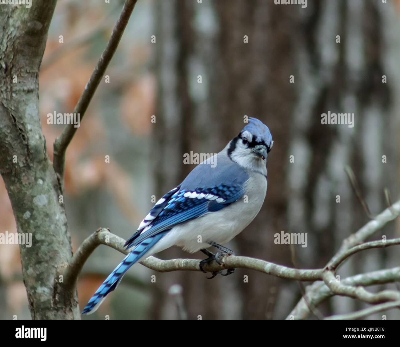 A closeup shot of a blue jay perched on a wooden tree branch in a forest in daylight Stock Photo