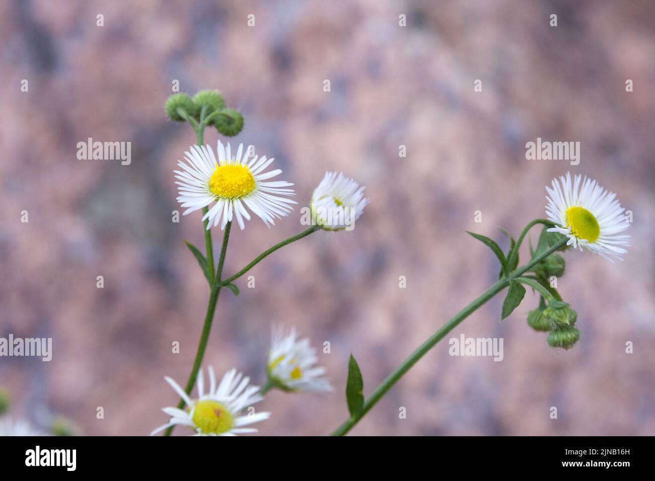 White beautiful flowers of Erigeron strigosus. wild plant. Daisy. Stock Photo