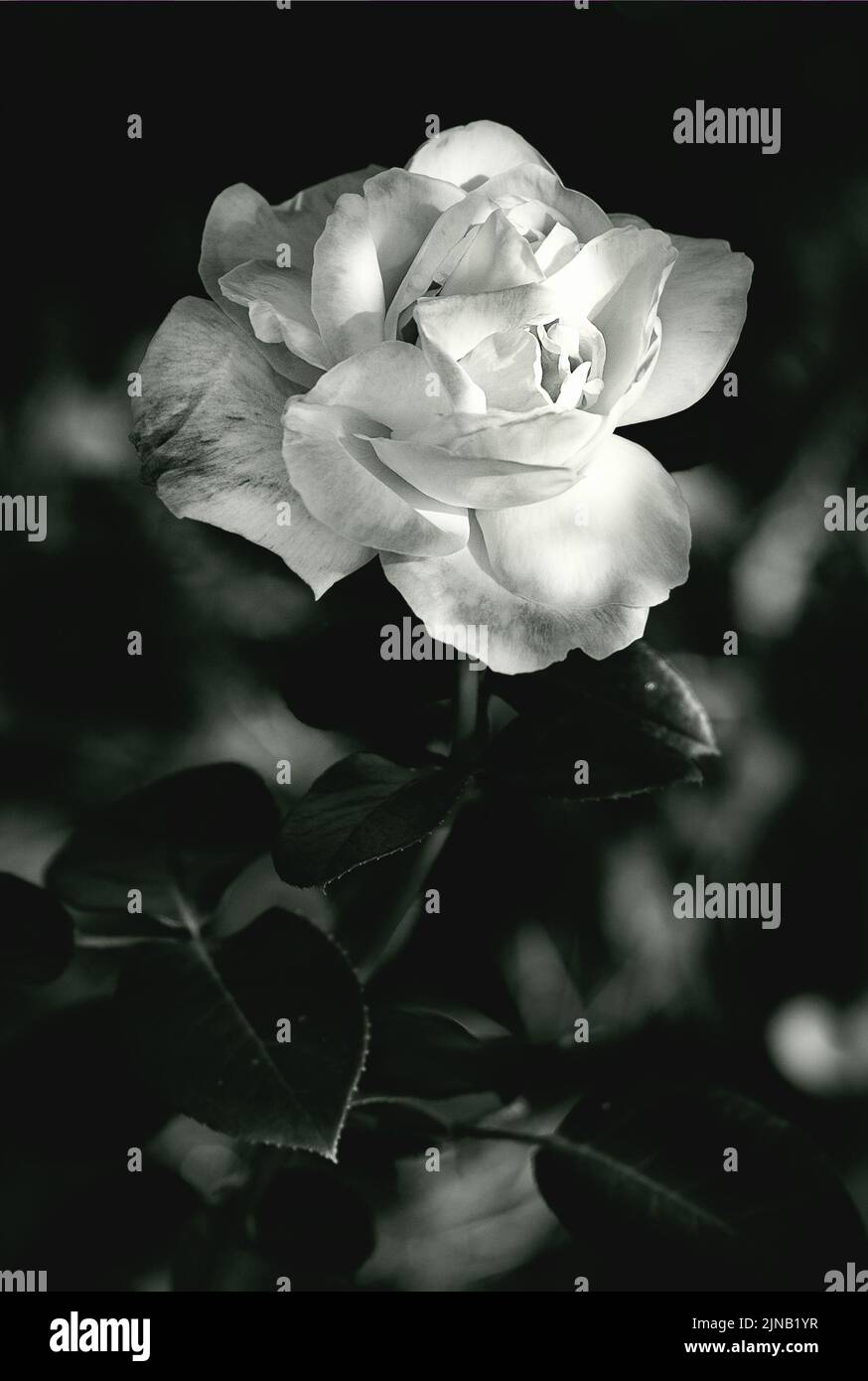 Hybrid Tea Rose, white flower at shady garden Stock Photo