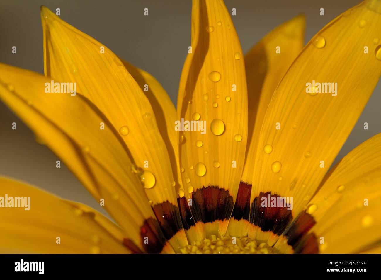 Macro of a yellow flower with water drops Stock Photo