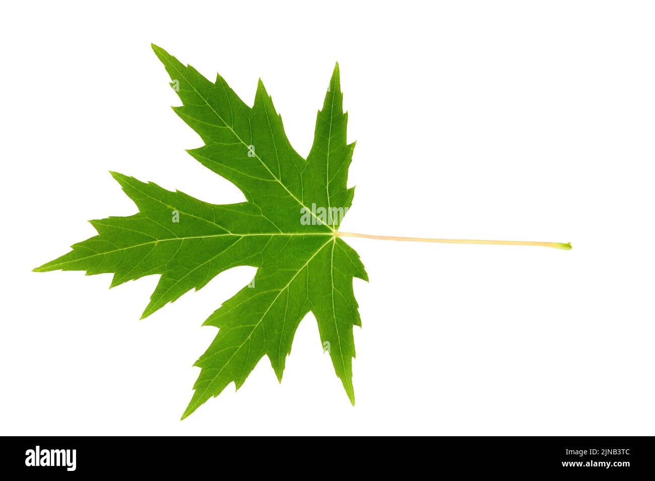 Green maple leaf isolated on white background Stock Photo - Alamy