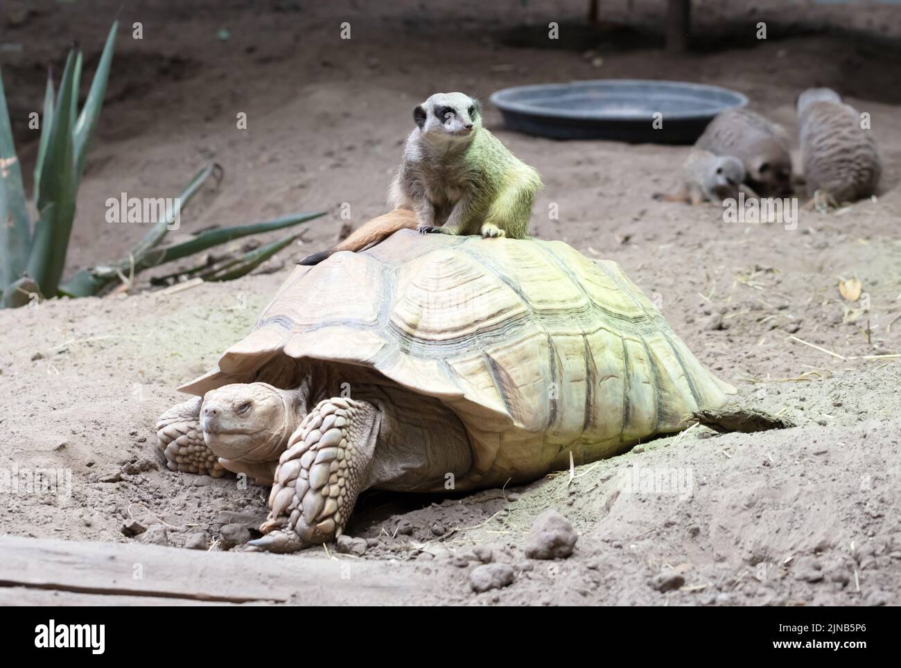 Turtles turtle farm hi-res stock photography and images - Page 2 - Alamy Turtles turtle farm hi-res stock photography and images - Page 2 - Alamy