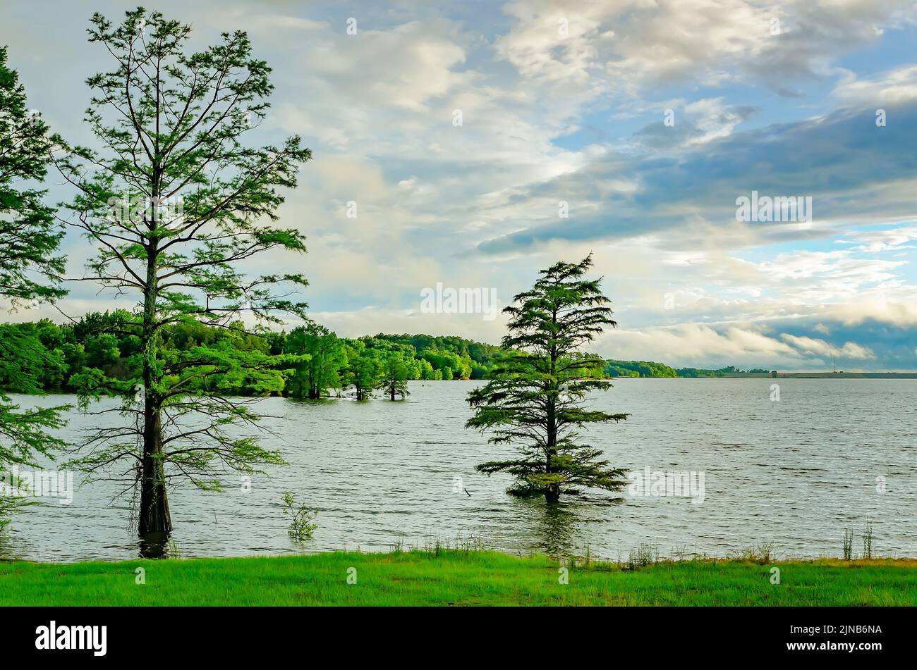 Bald cypress trees (Taxodium distichum) grow along the edge of Sardis Lake, May 31, 2015 in Batesville, Mississippi. Stock Photo
