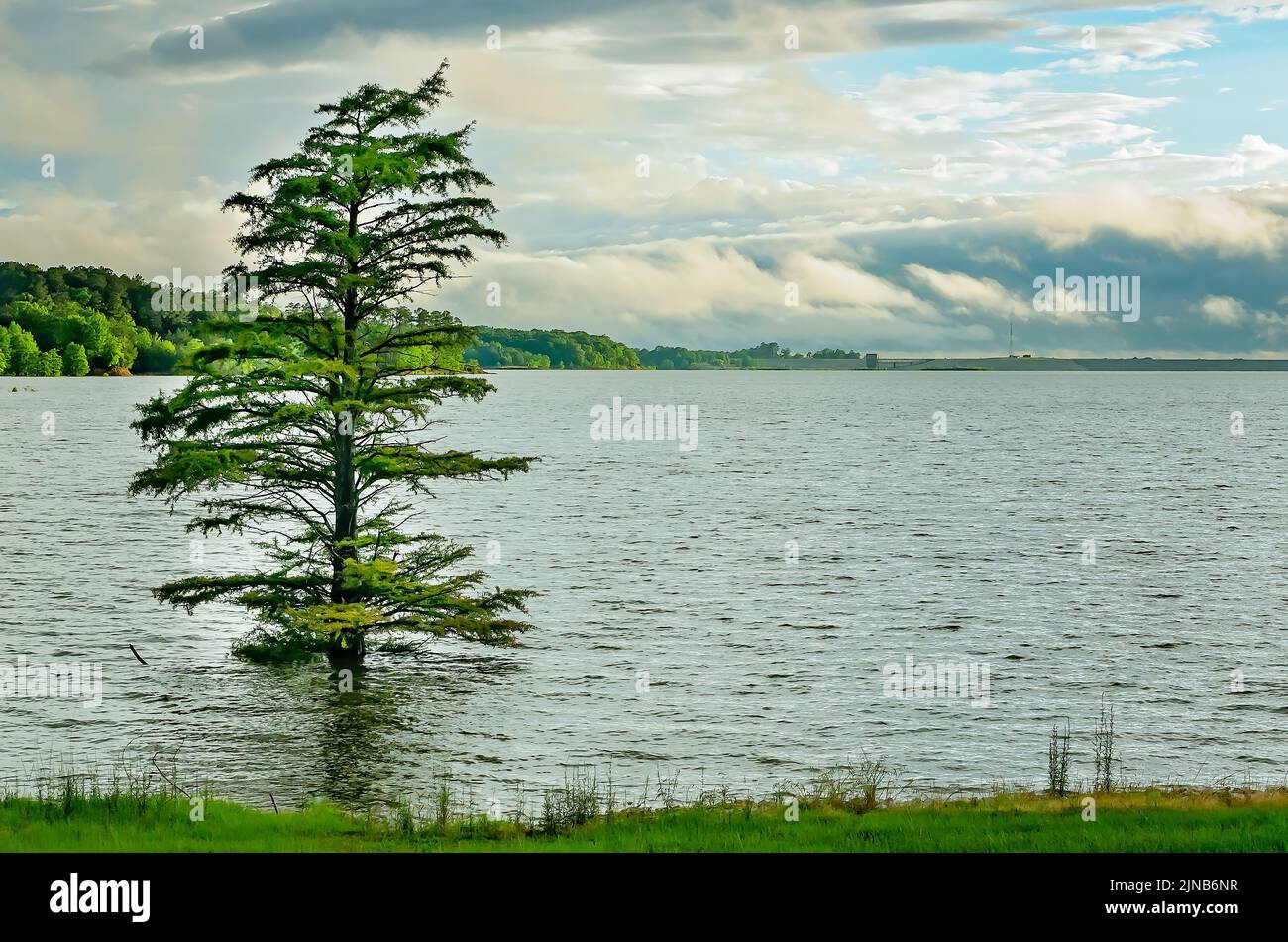 A bald cypress tree (Taxodium distichum) grows along the edge of Sardis Lake, May 31, 2015 in Batesville, Mississippi. Stock Photo