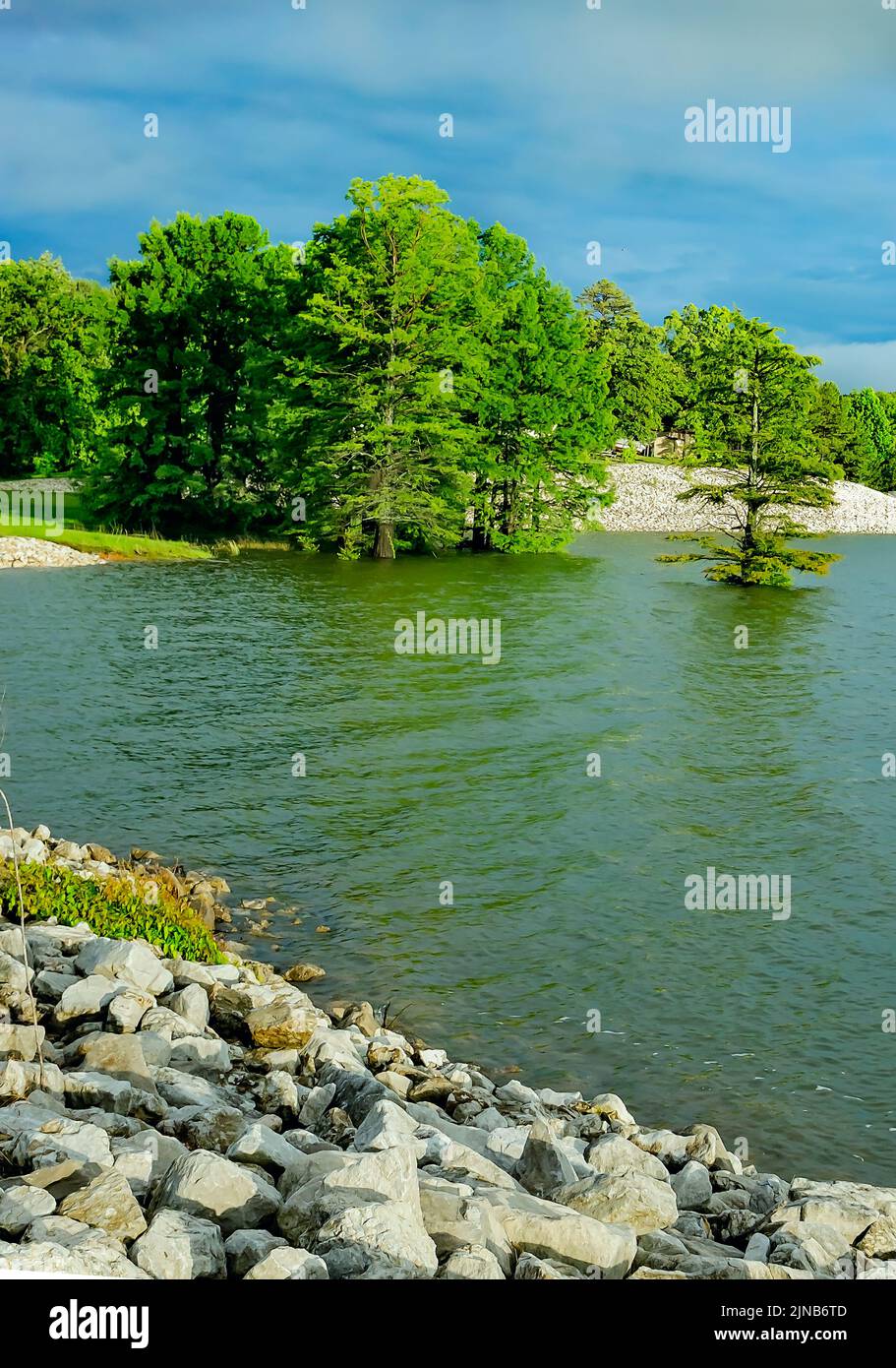Bald cypress trees (Taxodium distichum) grow along the edge of Sardis Lake, May 31, 2015 in Batesville, Mississippi. Stock Photo