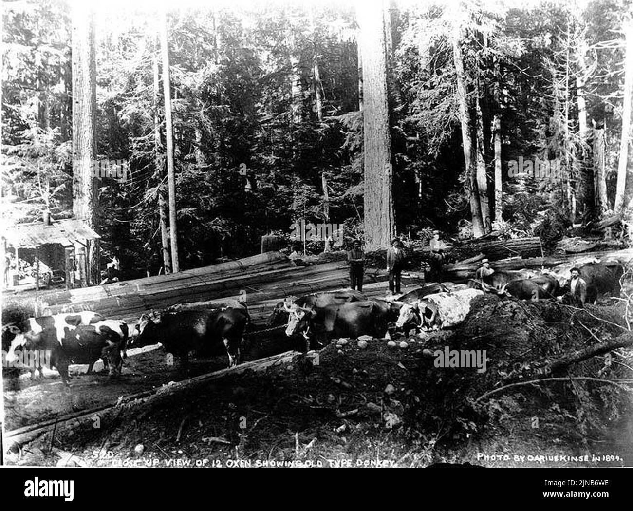 English: Crew and woman with Wynooche Timber Company's 0-6-4 saddle-tank  Baldwin locomotive, Montesano, ca. 1921 . English: Caption on image:  Wynooche Timber Co. C. Kinsey Photo, Seattle. No. 4 PH Coll