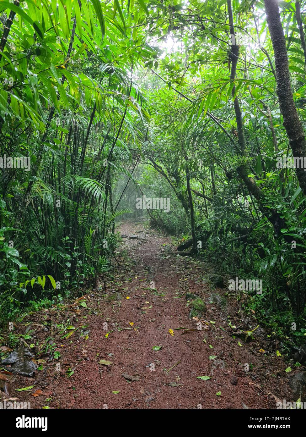 Empty trail road in jungle in foggy day. Hiking adventure theme Stock Photo