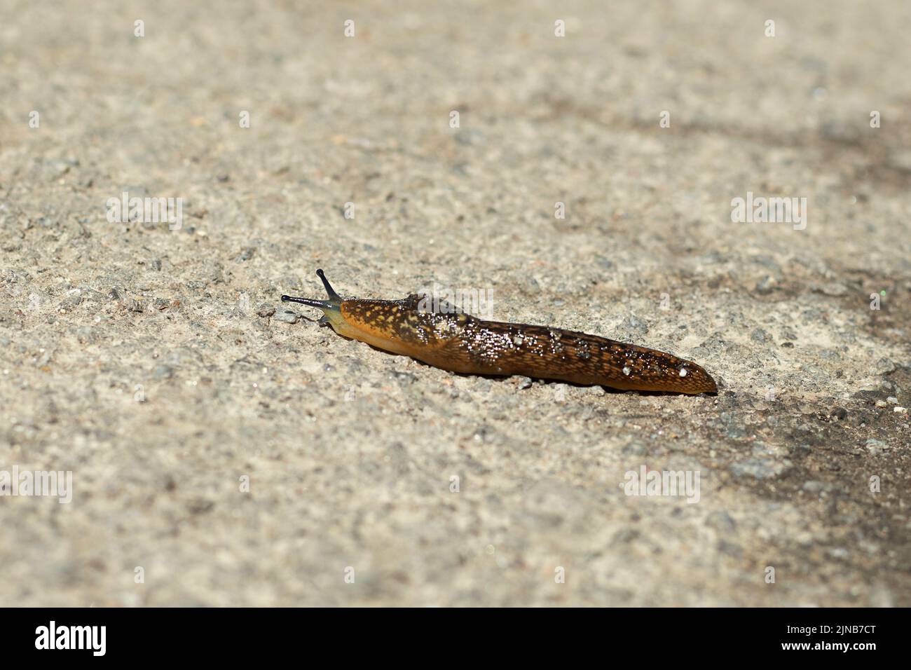A large slug crawls along the asphalt, close-up. Large snail without shell. Selective focus. Stock Photo