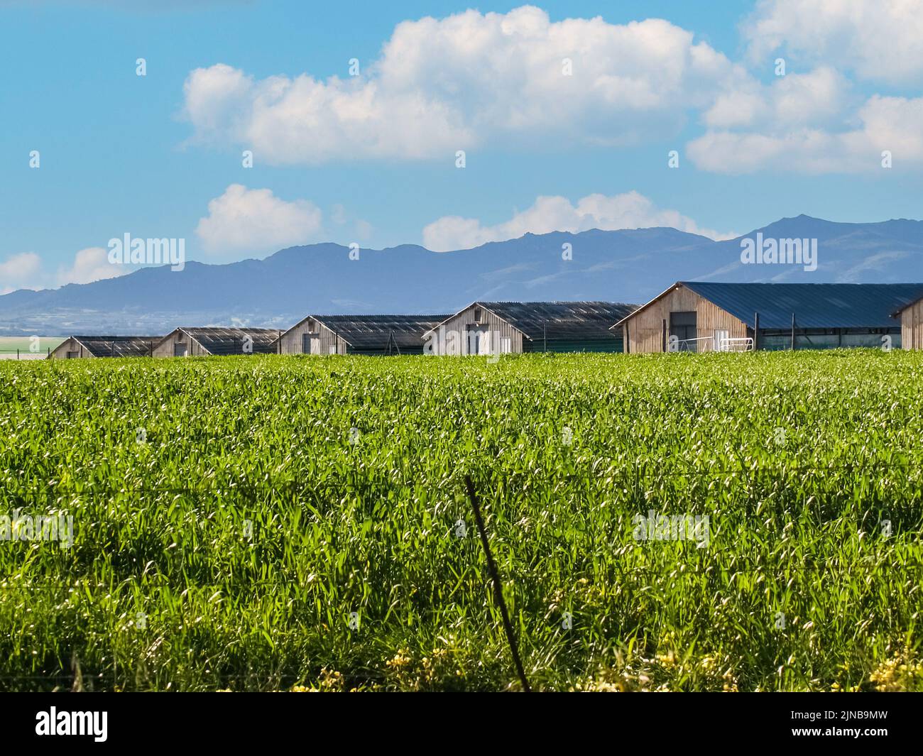 Row of farm sheds beyond green crop and in front of mountain range in South Africa. Stock Photo