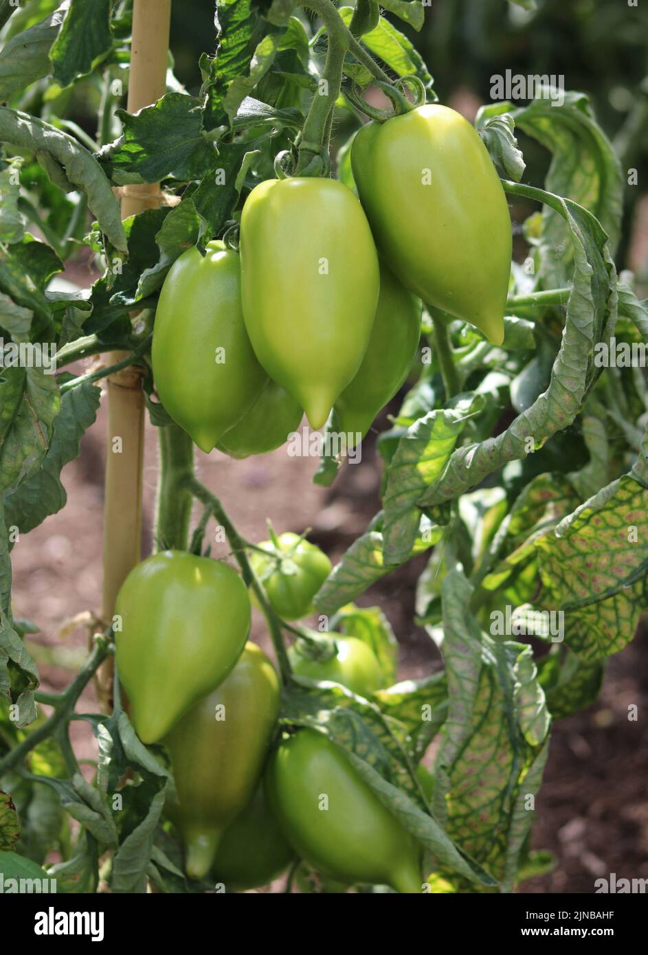 Vertical image of plum tomatoes growing in soil in vegetable garden Stock Photo