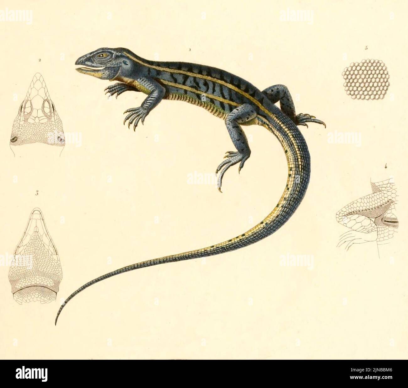 Teius oculatus hires stock photography and images Alamy