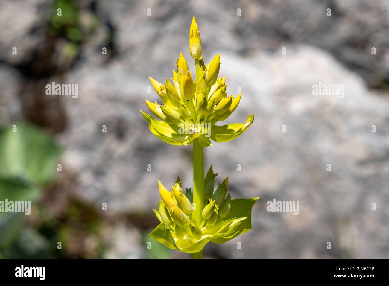 plants and flowers at the Luenersee in Vorarlberg, Austria Stock Photo