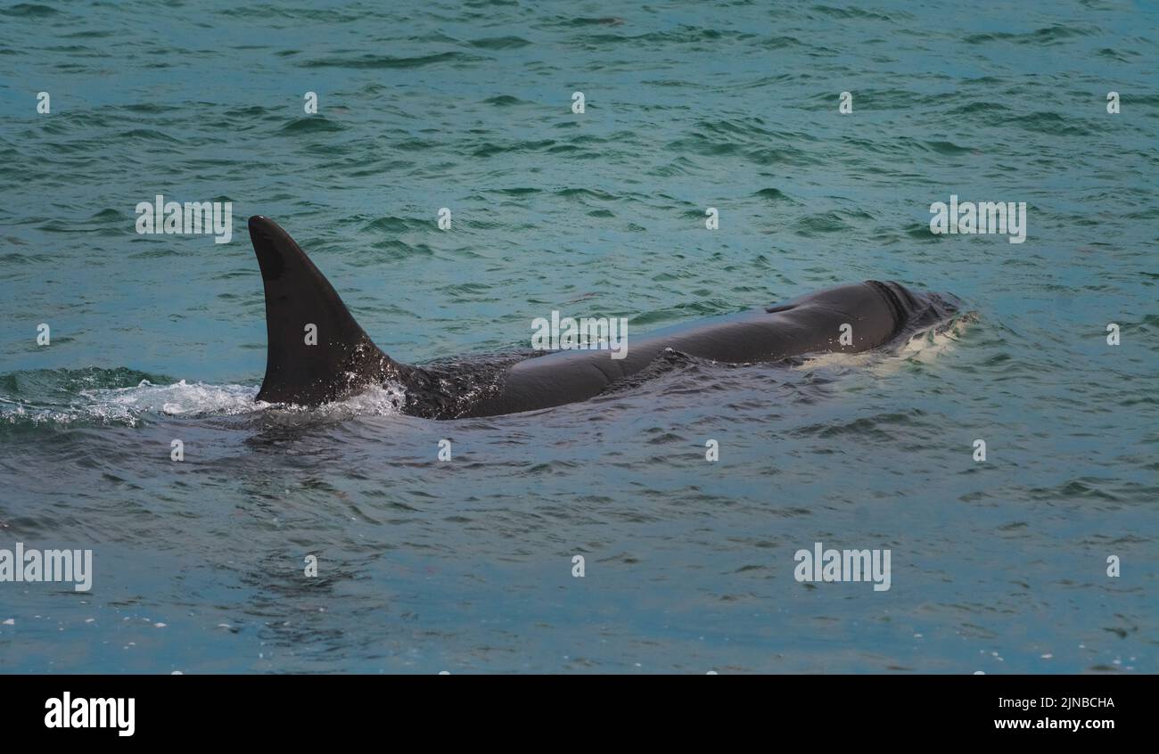 Killer whale hunting sea lions, Peninsula Valdes, Patagonia, Argentina