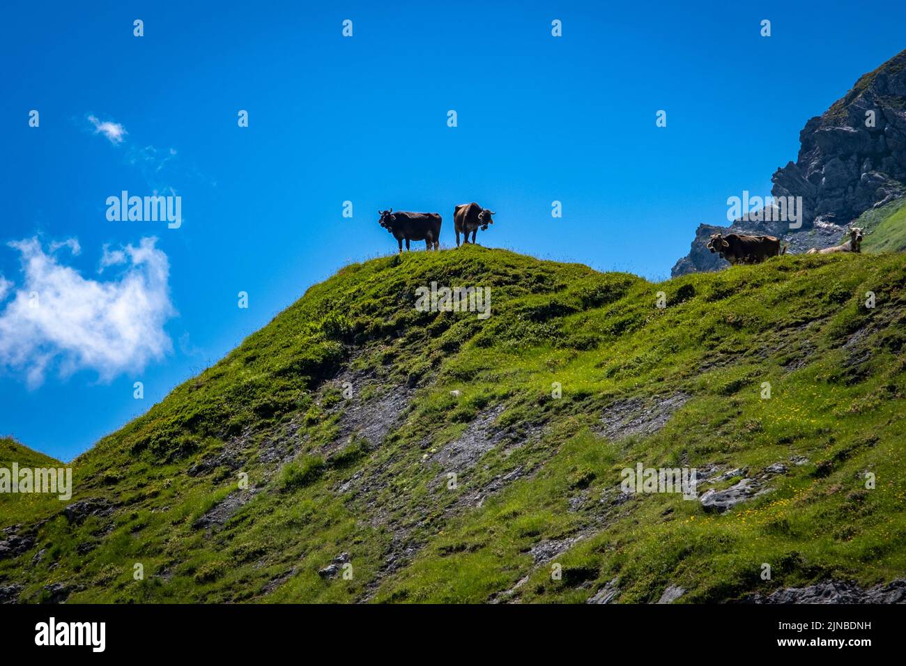 cows at the Luenersee in Vorarlberg, Austria Stock Photo
