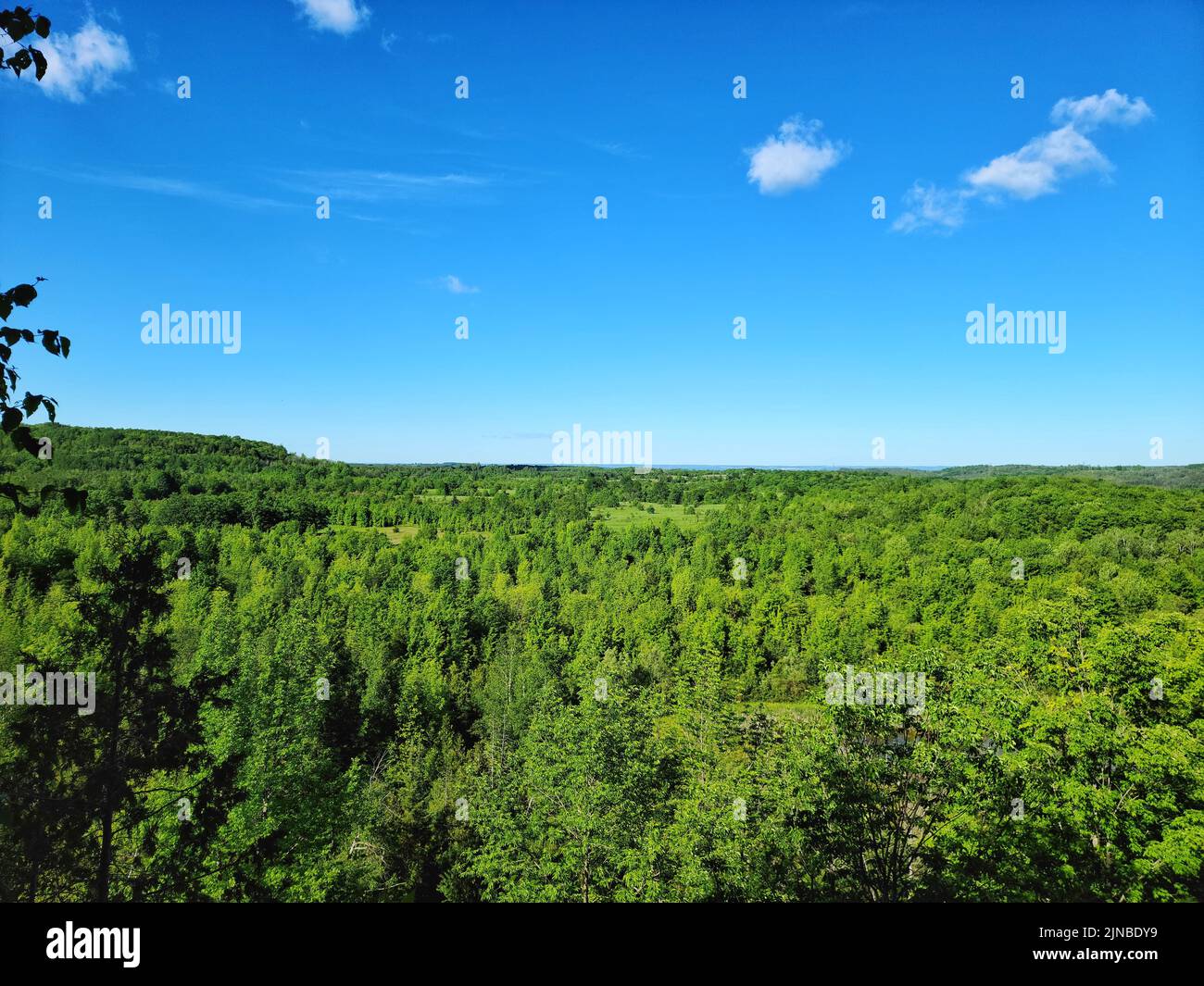 A beautiful landscape of a lush green forest with a clear blue sky on a ...