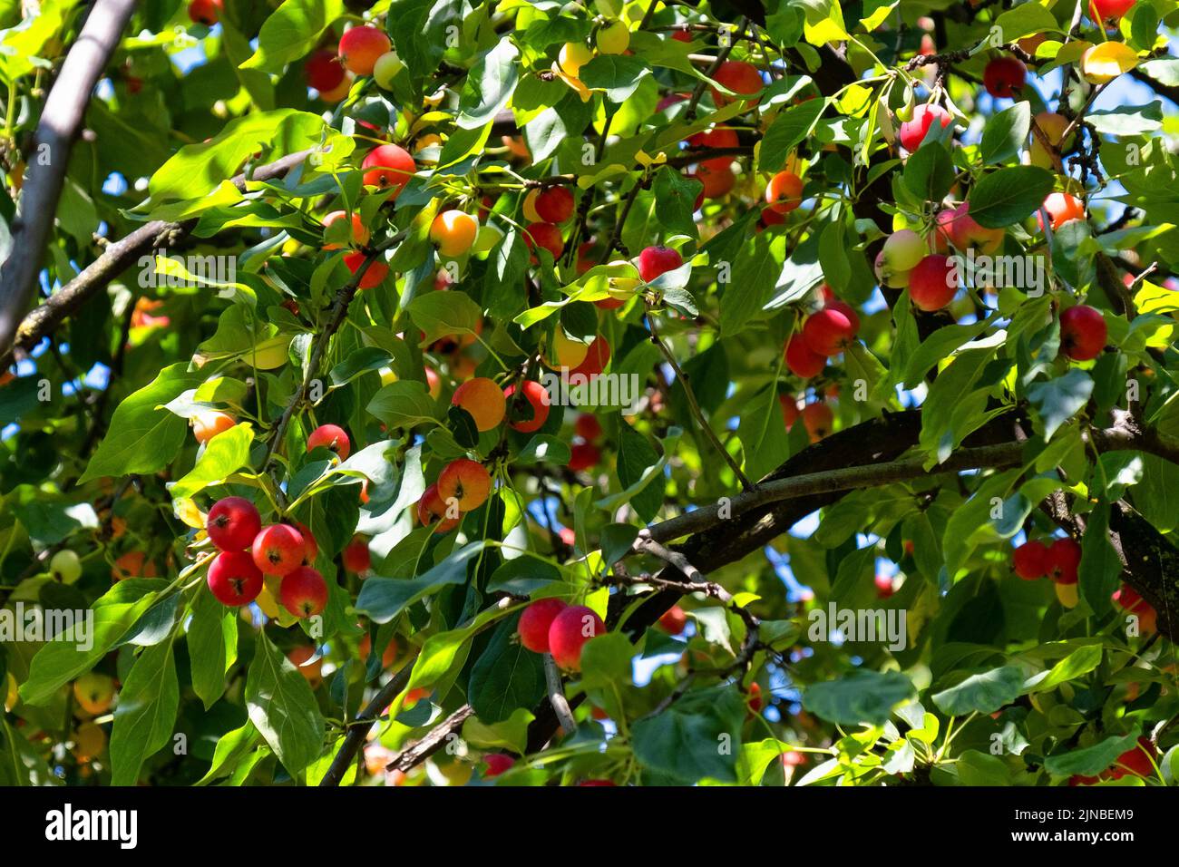 Crab Apples Growing In Tree Stock Photo - Alamy