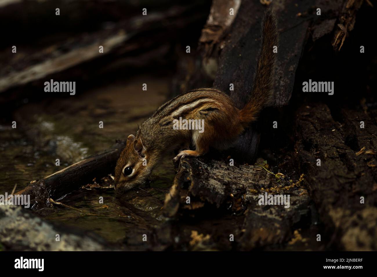 An eastern chipmunk takes a drink in a stream. Stock Photo