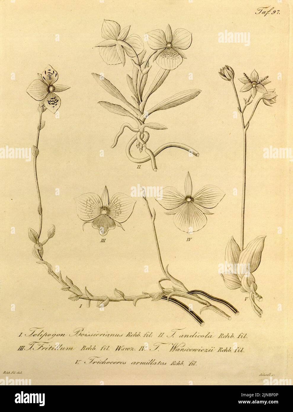 Telipogon boissierianus - Telipogon andicola - Telipogon fritillum - Telipogon papilio (as T. warszewiczii) - Trichoceros antennifer (as Tr. armillatus) - Xenia vol 1 pl 97 (1858) Stock Photo