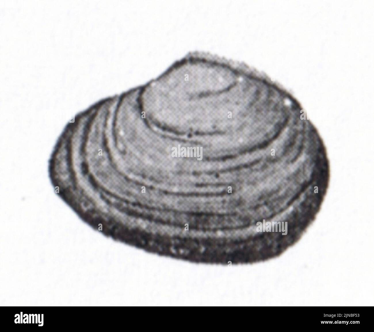 Tellina hi-res stock photography and images - Alamy