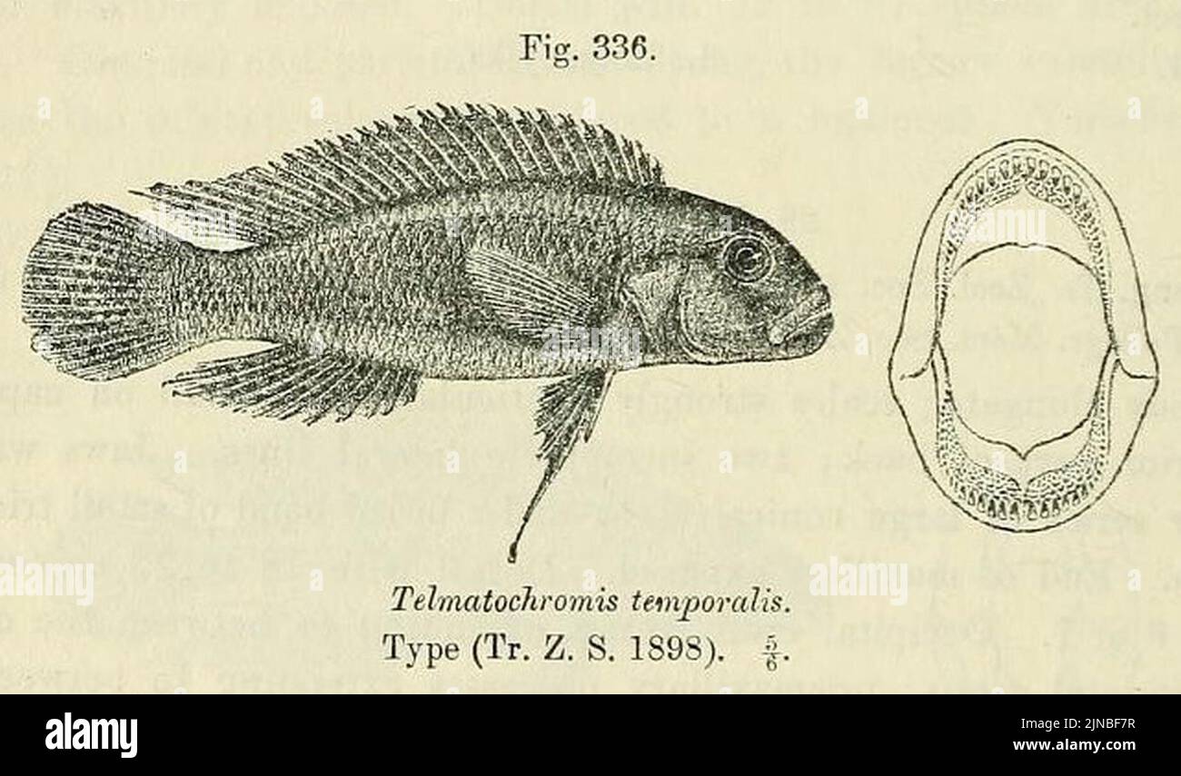 Telmatochromis temporalis Stock Photo