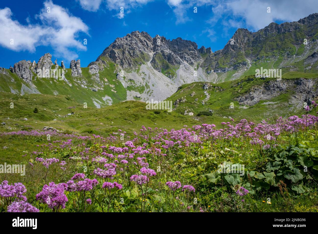 plants and flowers at the Luenersee in Vorarlberg, Austria Stock Photo