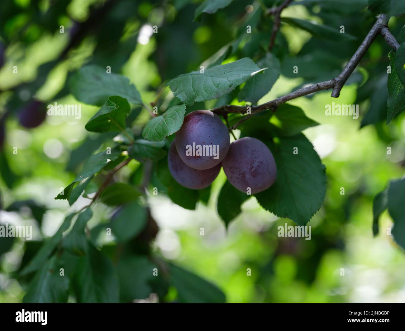 Plums hanging on a plum tree branch. Close up. Stock Photo