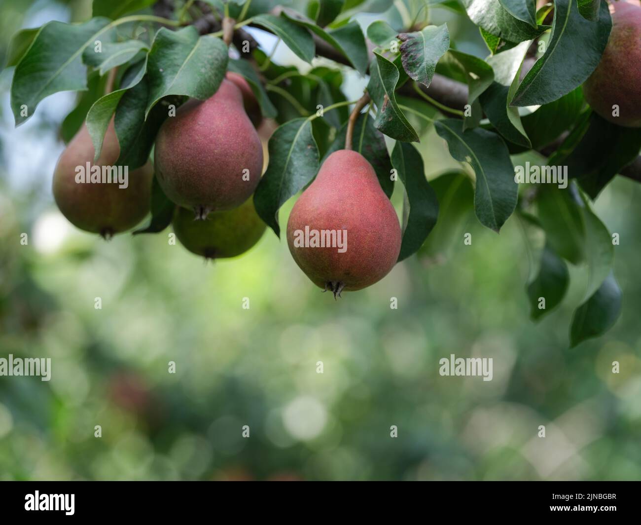 Organic ripe pears on a tree. Close up. Stock Photo