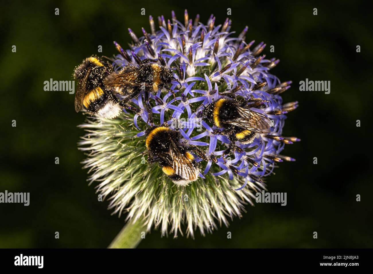 Garden Bumblebees (Bombus hortorum) on Thistle Flowers Stock Photo