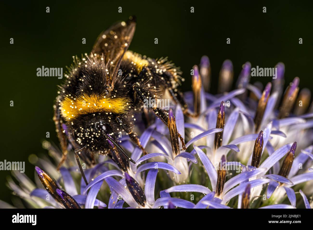 Garden Bumblebee (Bombus hortorum) on Thistle Flowers Stock Photo