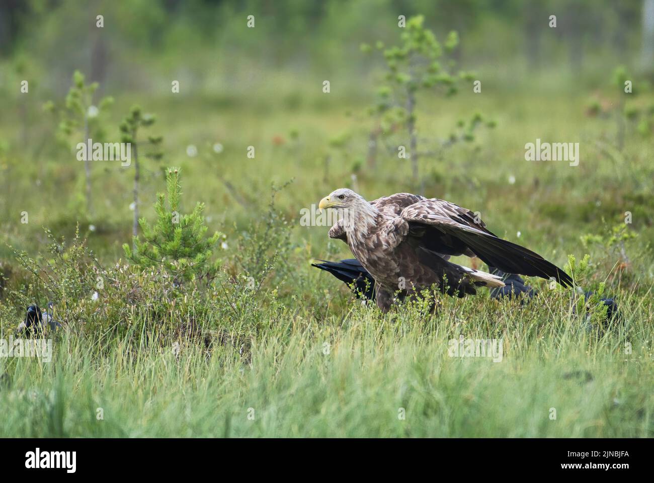 White-tailed eagle (Haliaeetus albicilla) standing guard over food, which it is trying to protect from the local crow and ravens Stock Photo