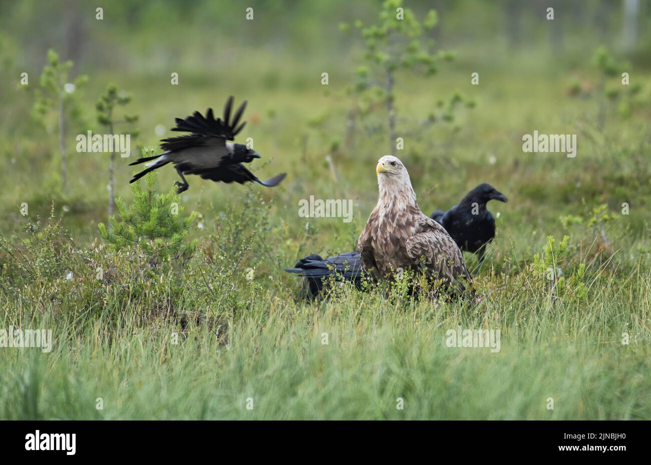 White-tailed eagle (Haliaeetus albicilla) standing guard over food, which it is trying to protect from the local crow and ravens Stock Photo