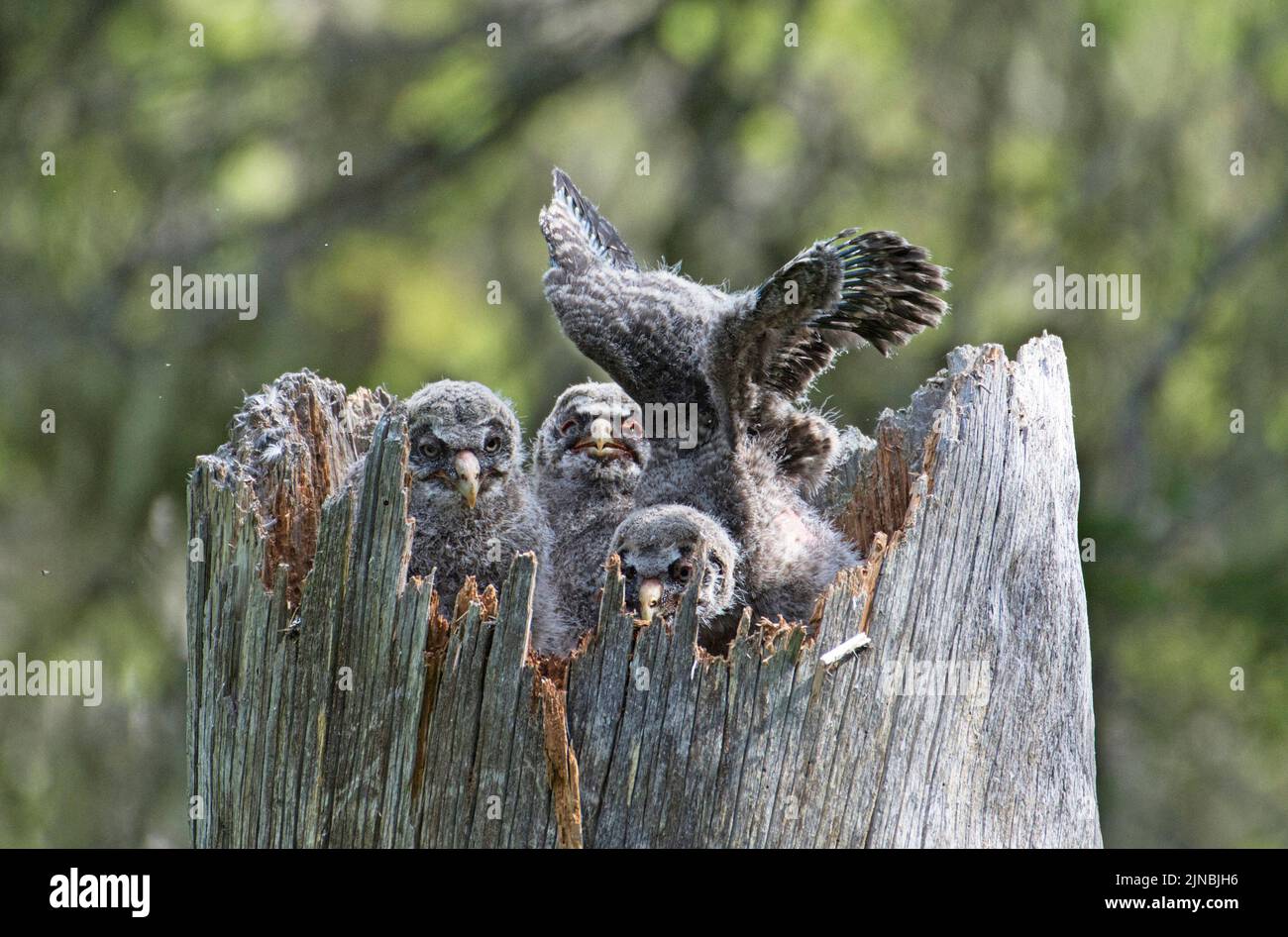 Nest and young of a great grey owl (Strix nebulosa) in the broken trunk of a tree in the boreal forest or taiga of Finland Stock Photo